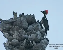Carpintero Lineado (Dryocopus lineatus)