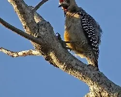 Carpintero de Hoffmann (Melanerpes hoffmannii)