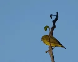 Euphonia