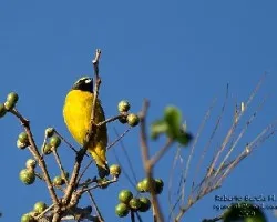 Euphonia macho
