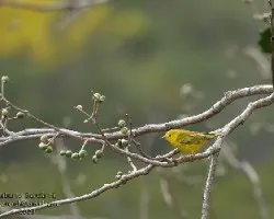 Dendroica petechia