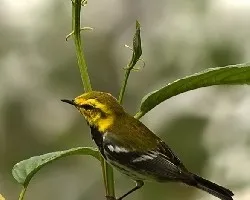 Reinita cariamarilla (Dendroica virens)