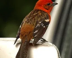 Cardenal (Piranga bidentata)