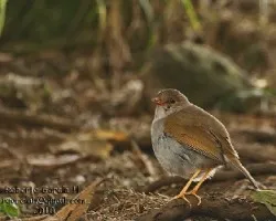 Zorzal piquianaranjado (Catharus aurantiirostris)