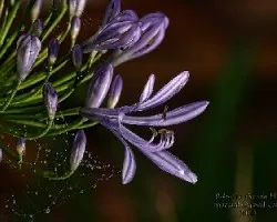 Flor con gotas