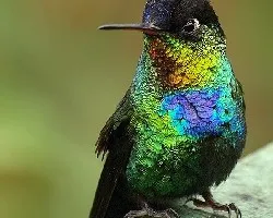 Colibri garganta de fuego (Panterpe insignis)