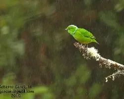 Rualdo (Chlorophonia callophrys)