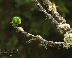 Rualdo (Chlorophonia callophrys)