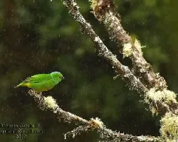 Rualdo (Chlorophonia callophrys)