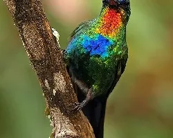 Panterpe insignis