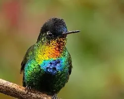 Panterpe insignis