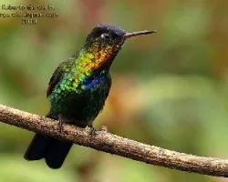 Panterpe insignis
