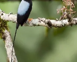Chiroxiphia linearis