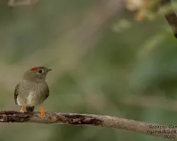 Chiroxiphia linearis