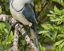 Urraca copetona (Calocitta formosa)