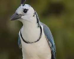 Urraca copetona (Calocitta formosa)