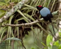 Chiroxiphia linearis