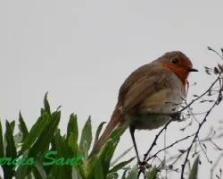 Petirrojo