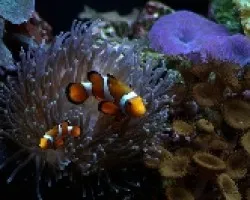 Fauna