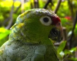 Lorito