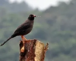 cucaracho