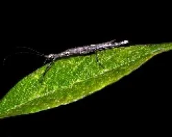 Insecto palo