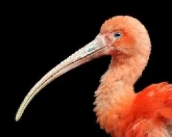 Ibis en Fonfo Negro