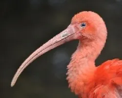Ibis al natural
