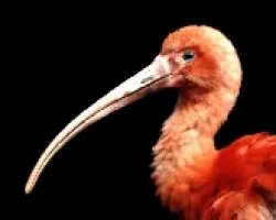 Ibis en Fonfo Negro blur