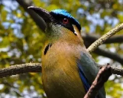 Momotus momota