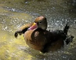pato en la hora del bano