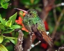 Colibri