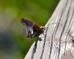 Mirada de polilla