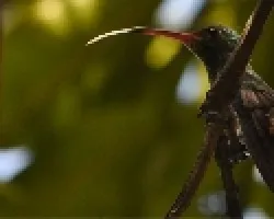 colibri