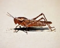 Hopper en un sol abrasador