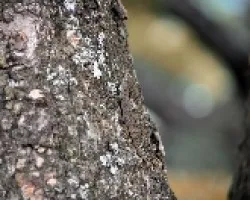 Camuflada