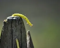 Oruga