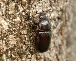 Escarabajo