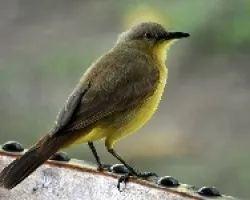 Machetornis rixosus