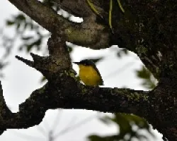 Todirostrum cinereum
