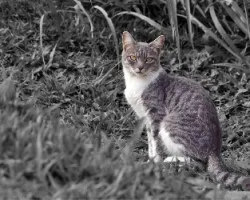 Gato