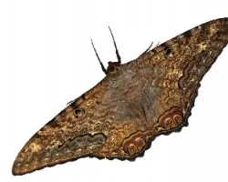 Mariposa Nocturna