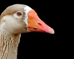 Retrato de Ganso