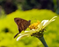 Polilla en flor 1
