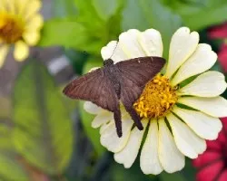Polilla en flor 2