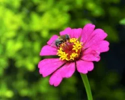 Mosca en flor