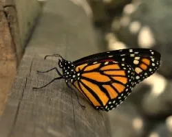 Danaus plexippus