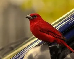 Tangara Roja (Piranga rubra)