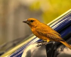 Tangara Roja (Piranga rubra)