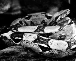 Boa Constrictor en Negro